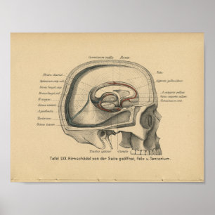 1888 Duitse Anatomy Print Skull