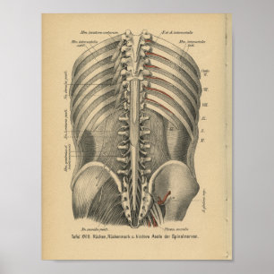 1888 Duitse Anatomy Print Spinal Nerves