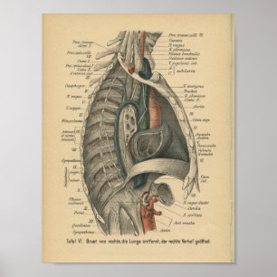1888 Duitse Anatomy Print Thoracic