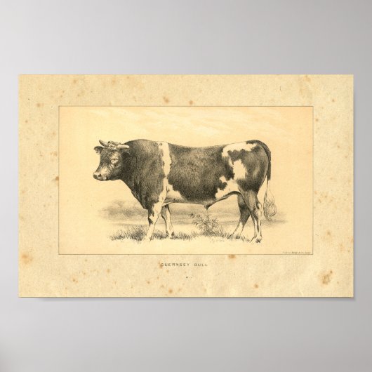  1888 Guernsey Bull Print (Voorkant)
