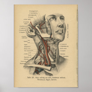 1888 Human Anatomy Print Face Neck