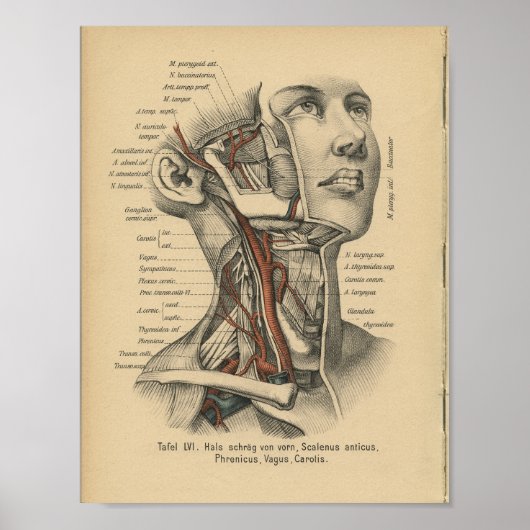 1888 Human Anatomy Print Face Neck (Voorkant)