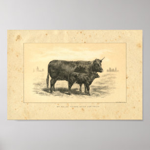 1888-kow met Calf-druk Poster