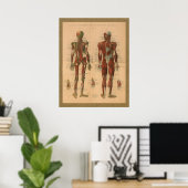 1888 Poster vintage d'anatomie des muscles squelet (Bureau à domicile)