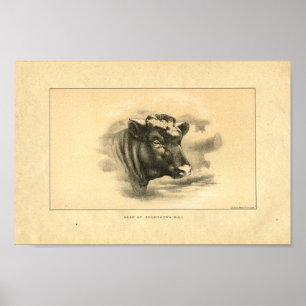  1888 Shorthorn Bull Print