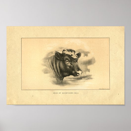  1888 Shorthorn Bull Print (Voorkant)