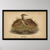 1890 Bird Print American Bittern (Voorkant)