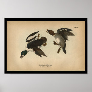 1890 Bird Print American Golden-eye Duck