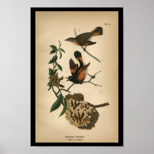 1890 Bird Print American Redstart