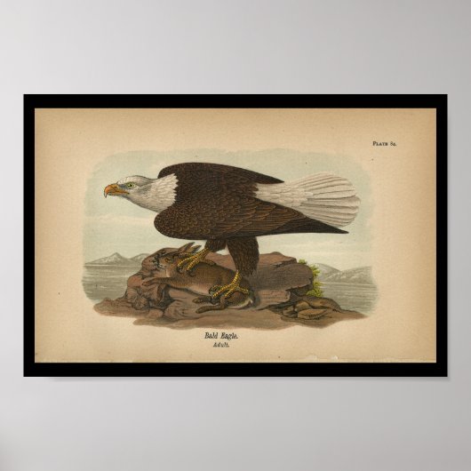 1890 Bird Print Bald Eagle (Voorkant)
