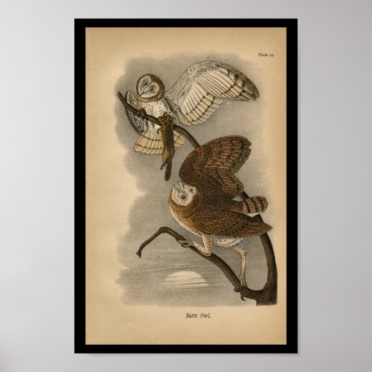 1890 Bird Print Barn Owls (Voorkant)