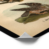 1890 Bird Print Barred Owl (Hoek)