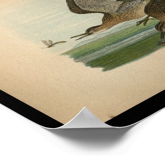 1890 Bird Print Bartramian Sandpiper (Hoek)