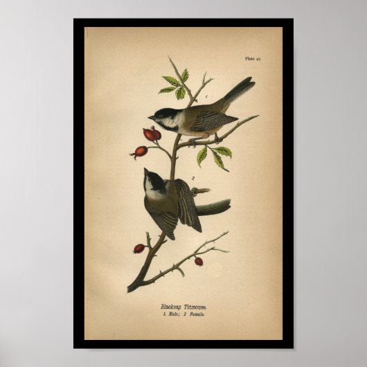1890 Bird Print Blackcap Titmouse (Voorkant)