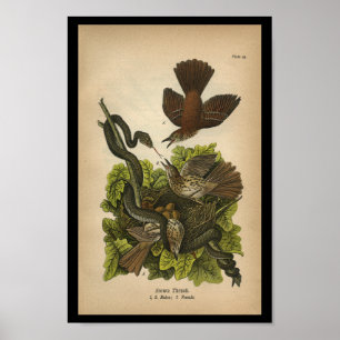  1890 Bird Print Brown Thrush