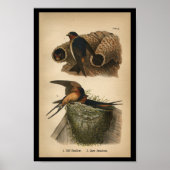 1890 Bird Print Cliff en Barn Swallows (Voorkant)