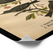 1890 Bird Print Crested Flycatcher (Hoek)