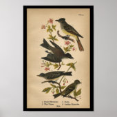 1890 Bird Print Crested Flycatcher (Voorkant)