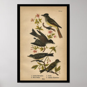1890 Bird Print Crested Flycatcher