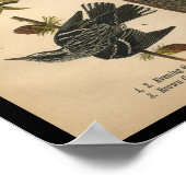 1890 Bird Print Evening Grosbeak (Hoek)