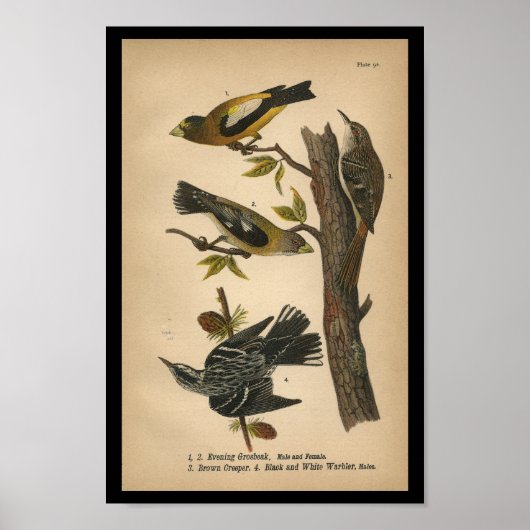 1890 Bird Print Evening Grosbeak (Voorkant)