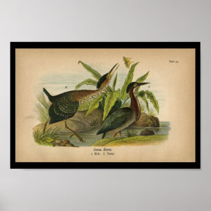 1890 Bird Print Green Heron
