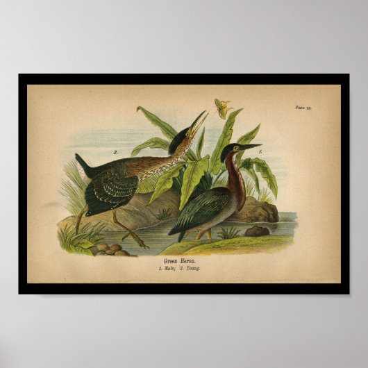 1890 Bird Print Green Heron (Voorkant)