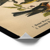 1890 Bird Print Hooded Warbler (Hoek)