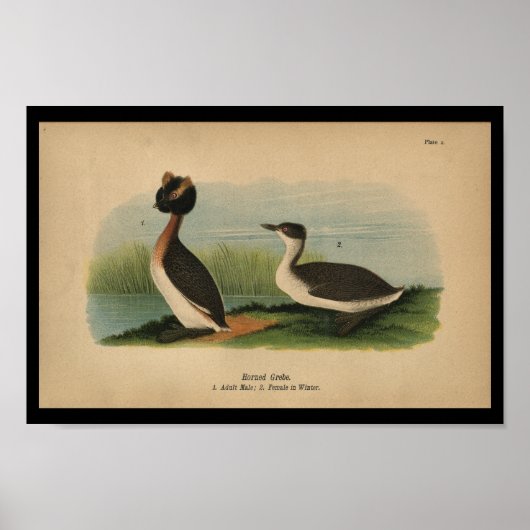 1890 Bird Print Horned Grebe (Voorkant)