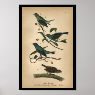 1890 Bird Print Indigo Bunting