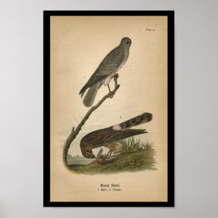 1890 Bird Print Marsh Hawk