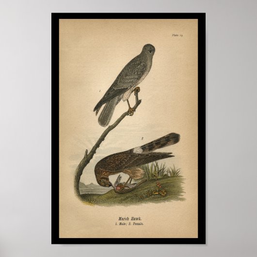 1890 Bird Print Marsh Hawk (Voorkant)