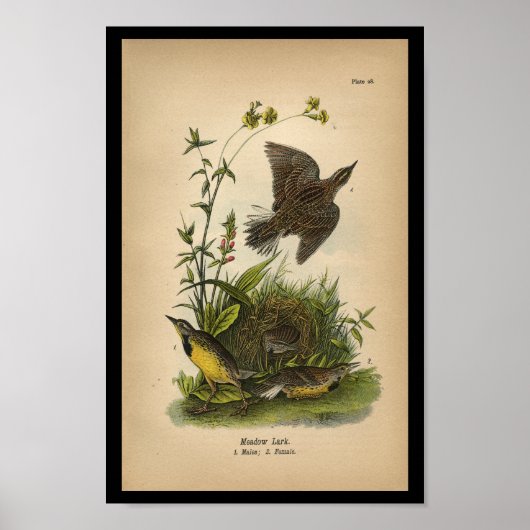 1890 Bird Print Meadow Lark (Voorkant)