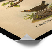 1890 Bird Print Mockingbird (Hoek)