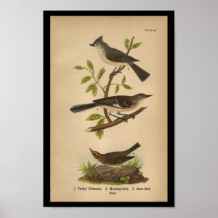 1890 Bird Print Mockingbird