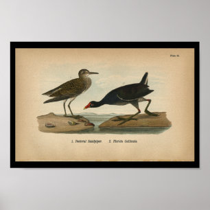 1890 Bird Print Pectoral Sandpiper