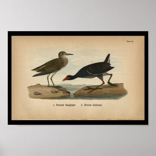 1890 Bird Print Pectoral Sandpiper (Voorkant)