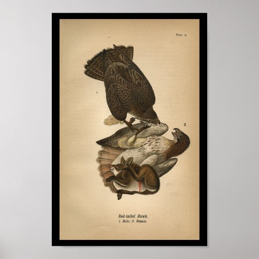 1890 Bird Print Red-tailed Hawk (Voorkant)