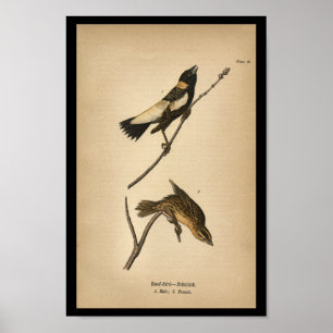 1890 Bird Print Reed-bird Bobolink