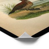 1890 Bird Print Ruddy Duck (Hoek)