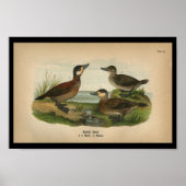 1890 Bird Print Ruddy Duck (Voorkant)
