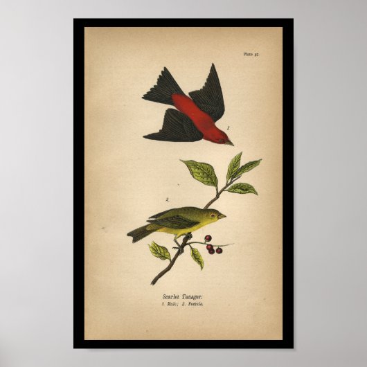 1890 Bird Print Scarlet Tanager (Voorkant)