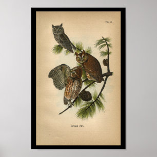 1890 Bird Print Screech Owls