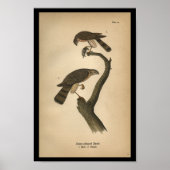 1890 Bird Print Sharp-shinned Hawk (Voorkant)