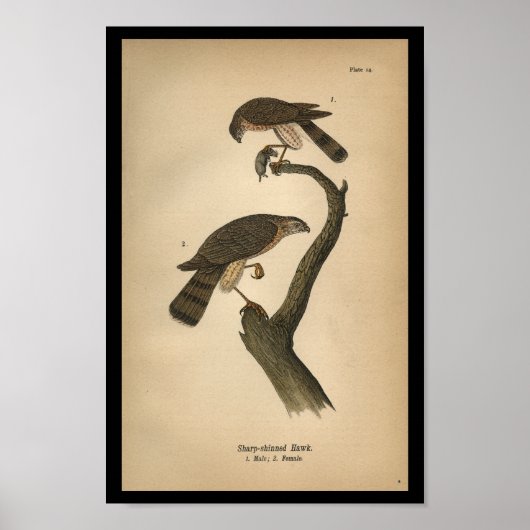 1890 Bird Print Sharp-shinned Hawk (Voorkant)
