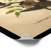 1890 Bird Print Sparrow Hawk (Hoek)