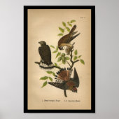 1890 Bird Print Sparrow Hawk (Voorkant)