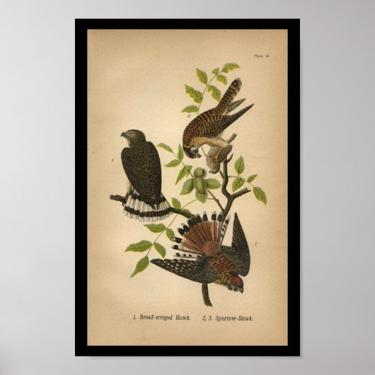 1890 Bird Print Sparrow Hawk (Voorkant)