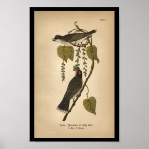 1890 Bird Print Tyrant Flycatcher