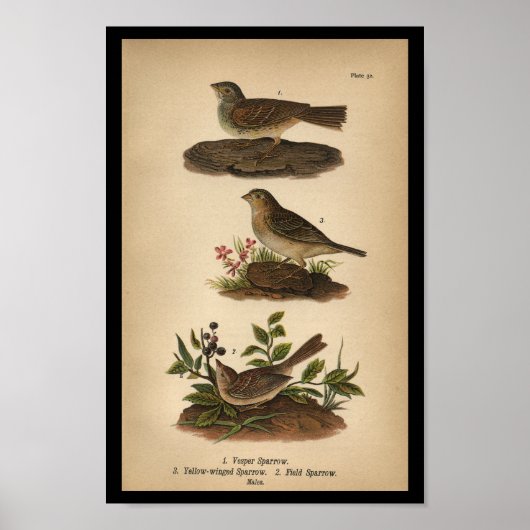 1890 Bird Print Vesper Sparrow (Voorkant)